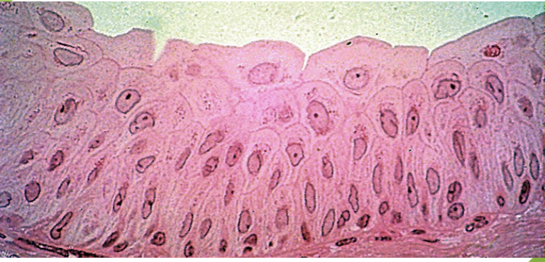 <p>what does this microscope slide represent?</p>