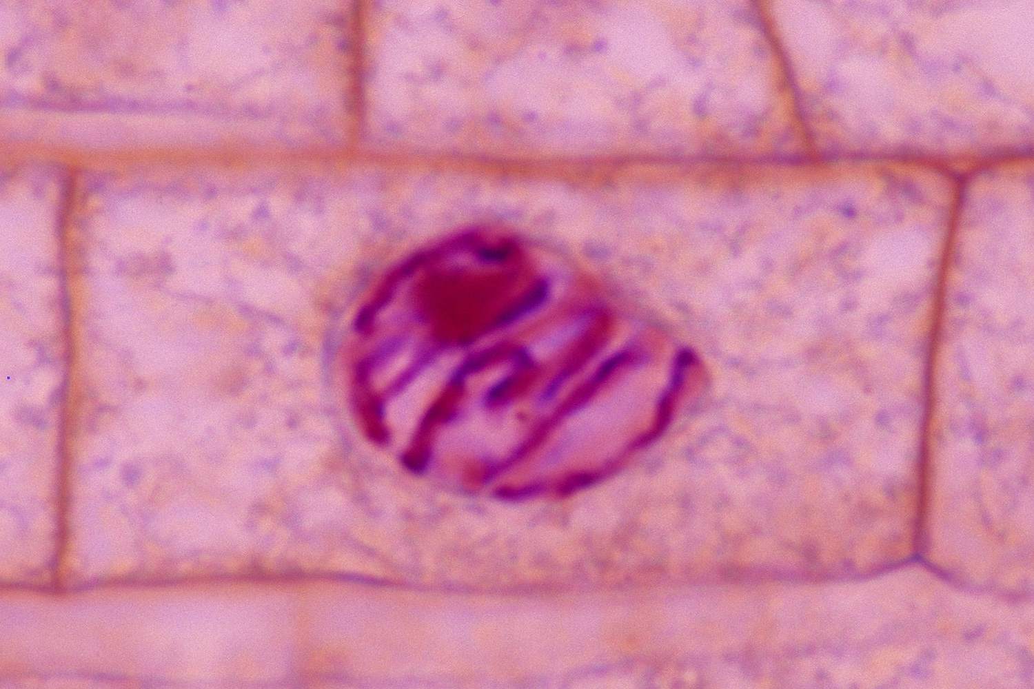 <p>prophase</p>