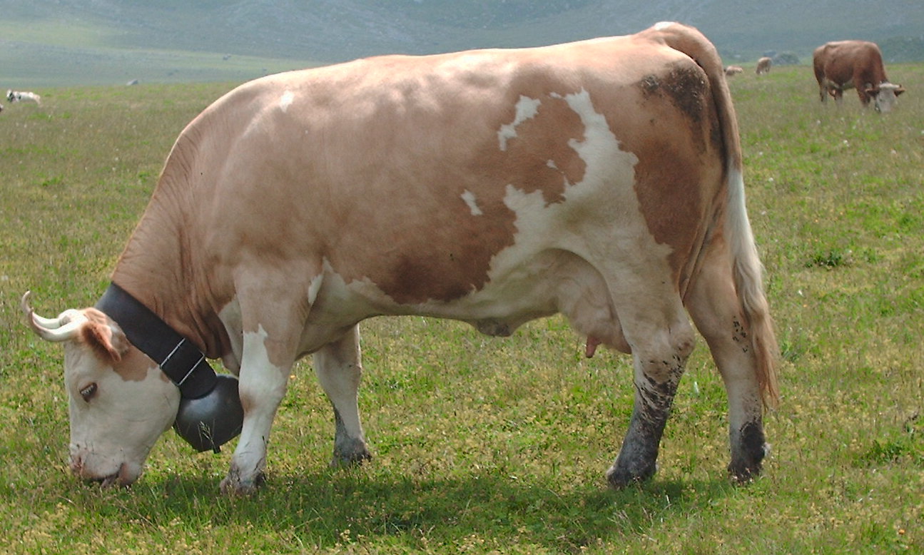 <p>Switzerland, most popular cattle in europe, white face w/ tan</p>