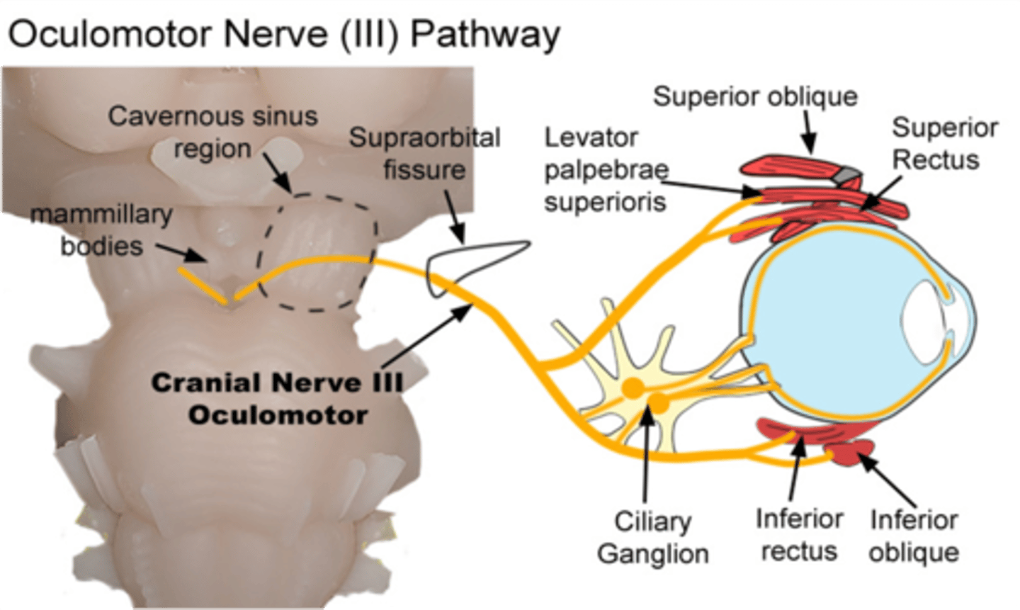 <p>Oculomotor nerve</p>