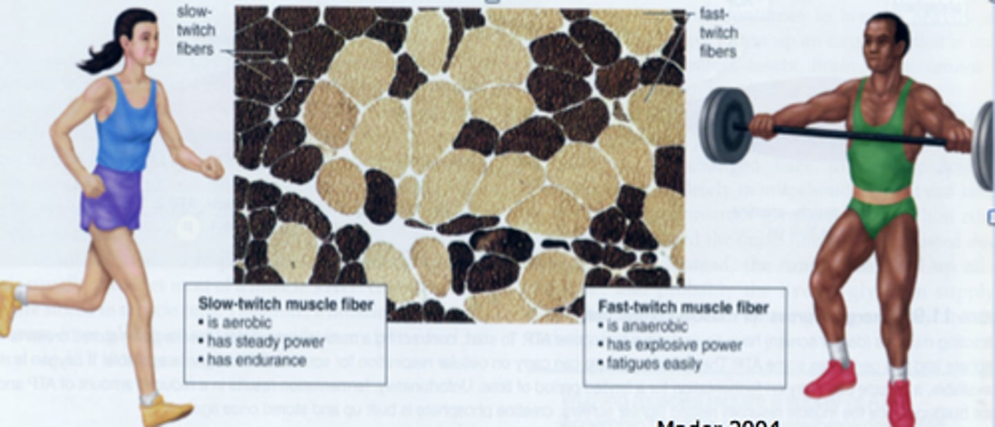 <p>slow-twitch muscle fibers</p>