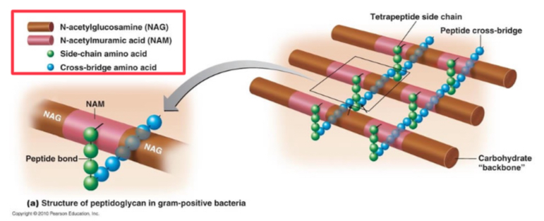 <p>Made of NAG, NAM, sidechain amino acid, and crossbridge amino acid. Transpetidase= the enzyme that cross link peptidoblycan chains. Forming rigid cell walls.</p>