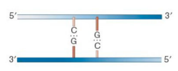 <p>No strands of DNA are methylated</p>