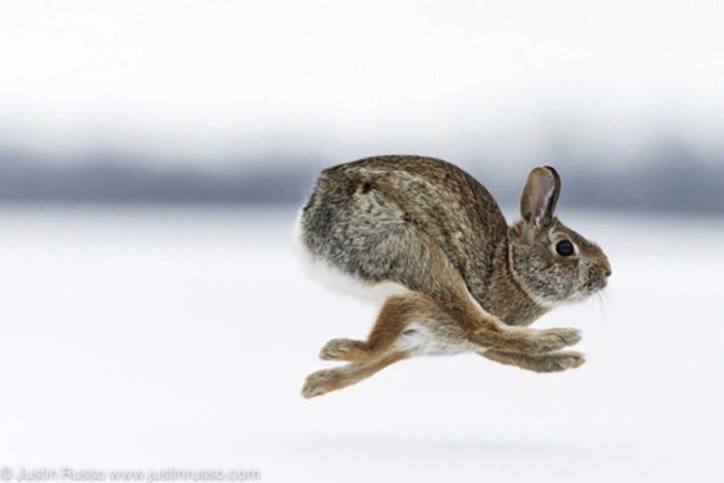 <p>Adapted for jumping; may be quadrupedal or bipedal.</p>