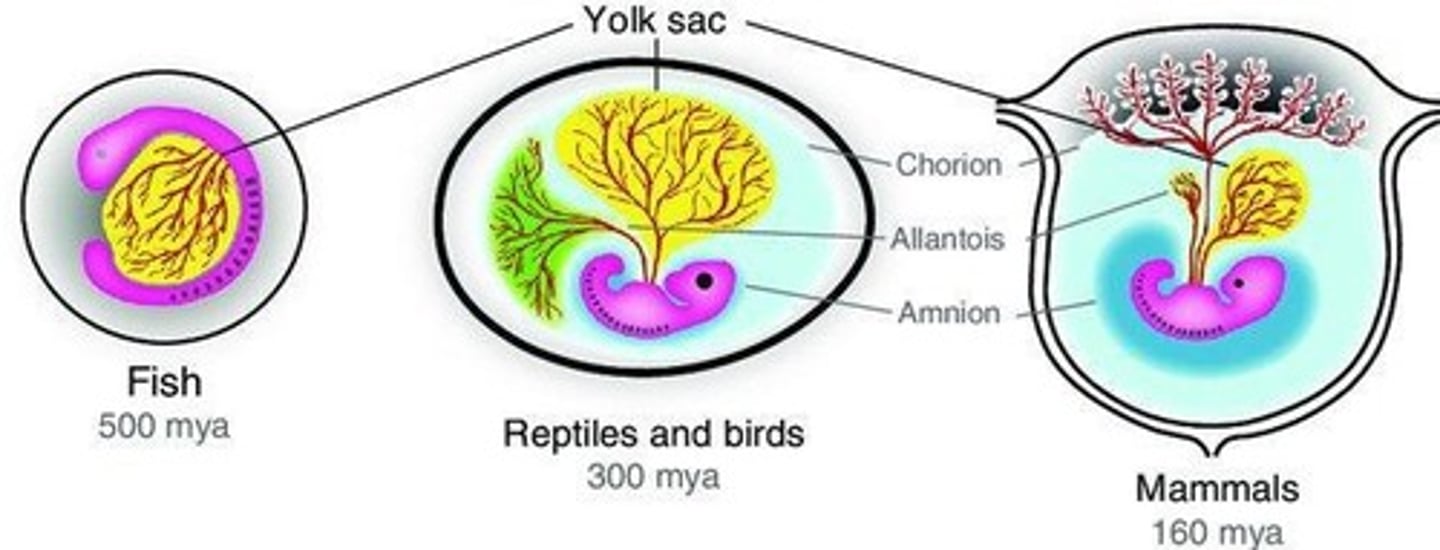 <p>Yolk sac, amnion, chorion, and allantois, which support embryonic development.</p>