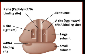 <p>3 binding sites for tRNA</p>