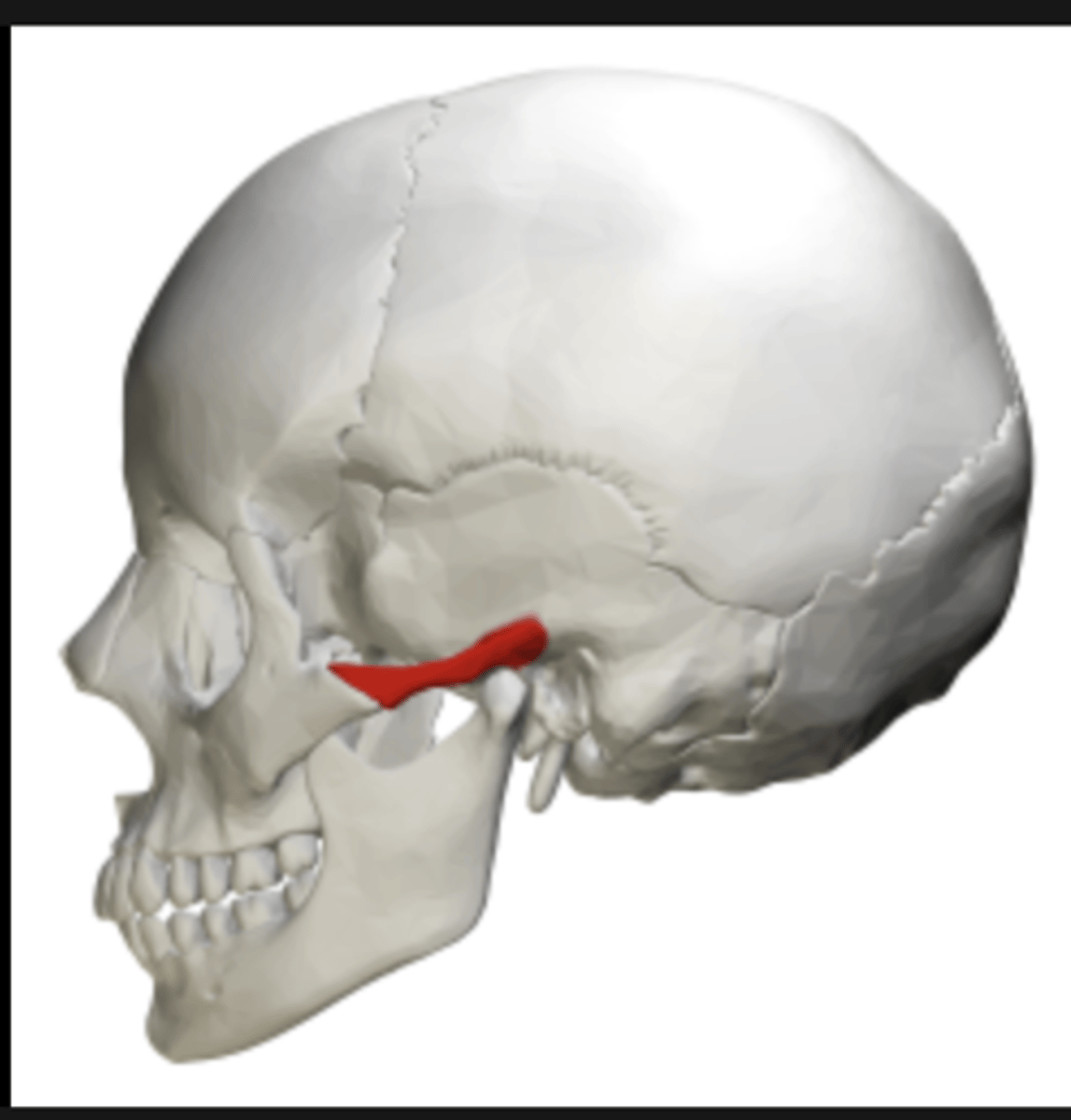 <p>Lateral to orbital surfaces for articulation with zygomatic bone</p>