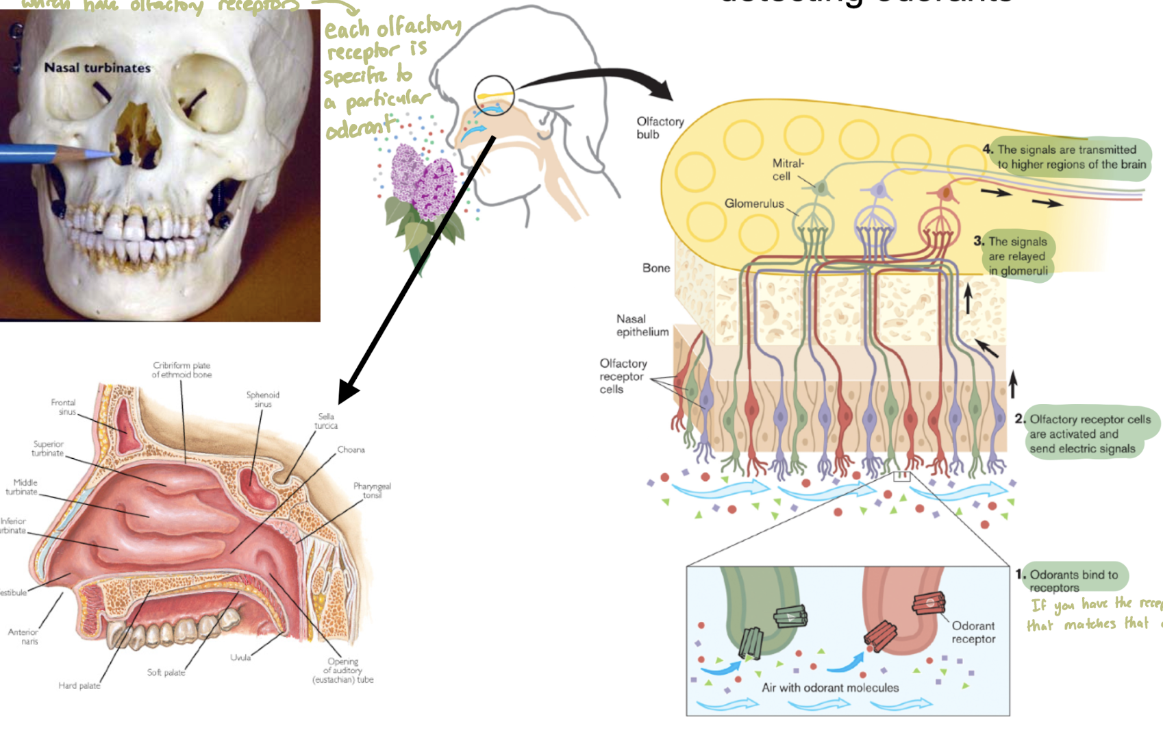 knowt flashcard image