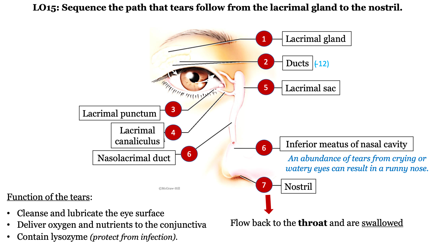 lacrimal gland 