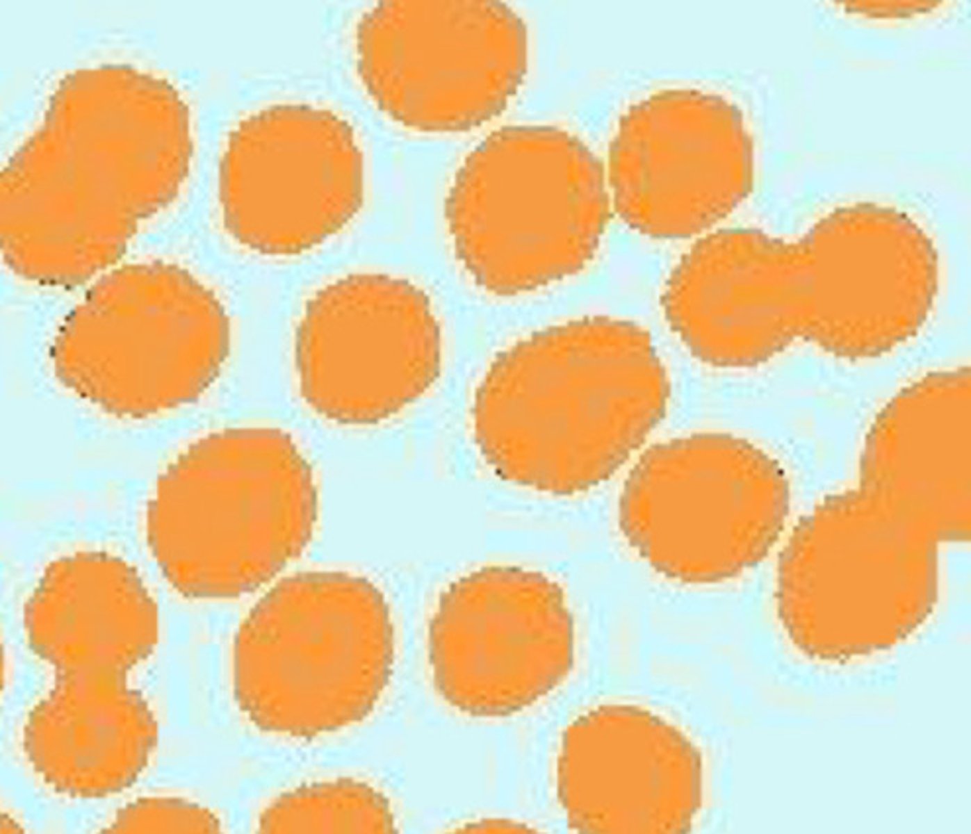 <p>Cocci</p>