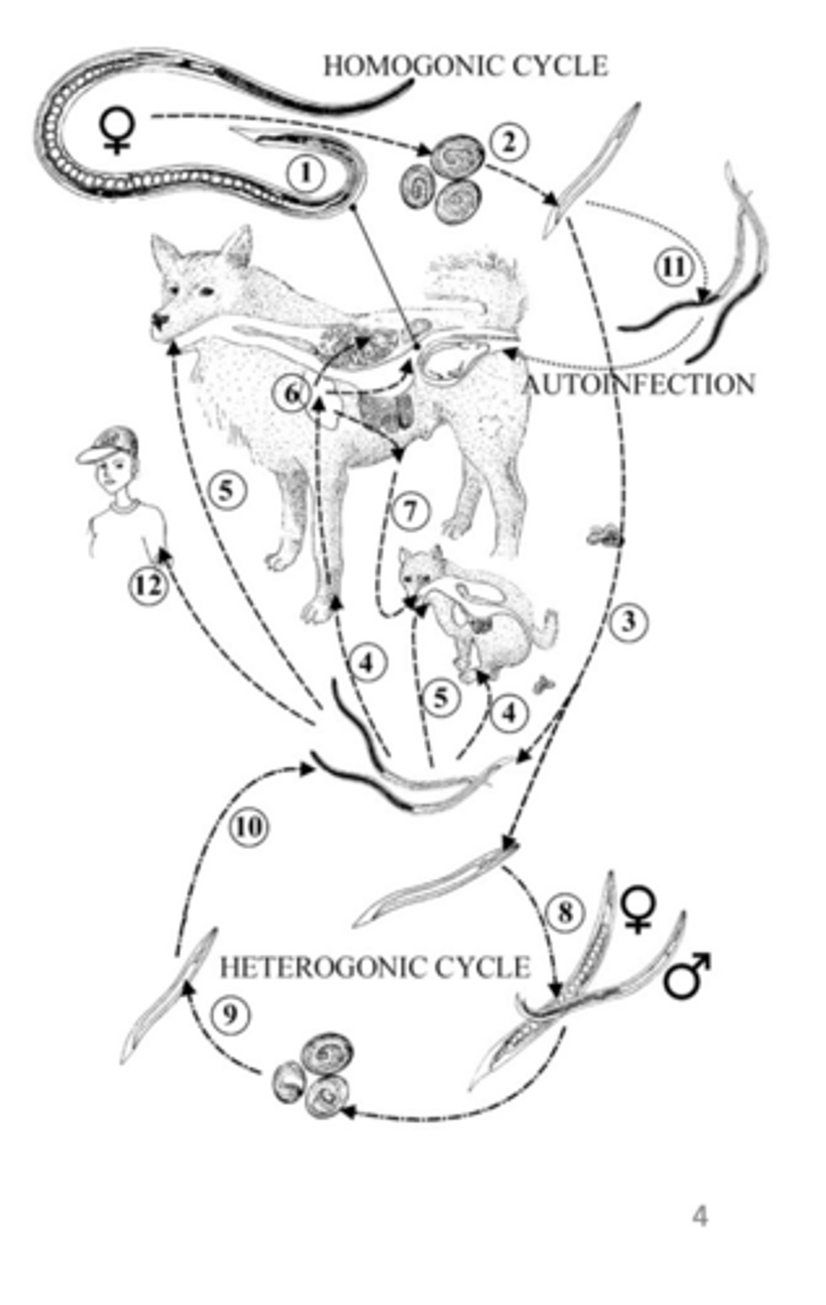 knowt flashcard image