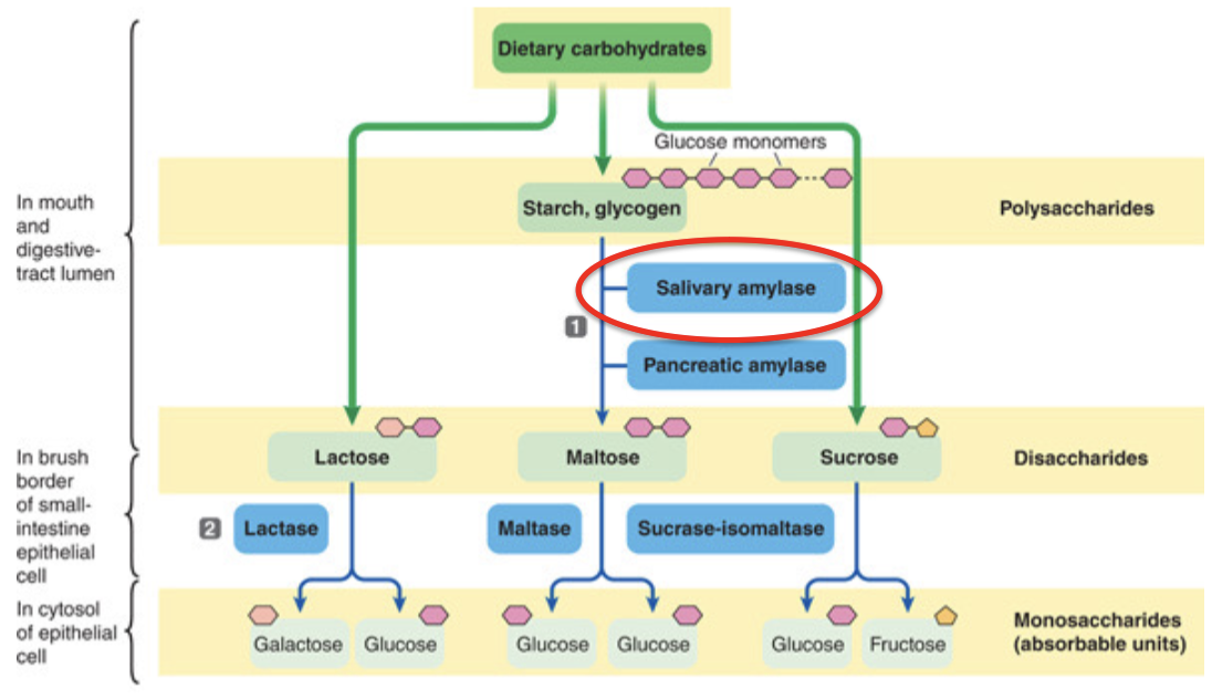 <p>starts in the mouth</p>