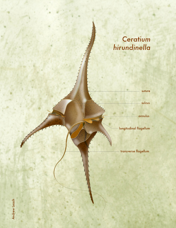 <p>Upplagringsnäring Dinoflagellater (“Dinophyta”)</p>