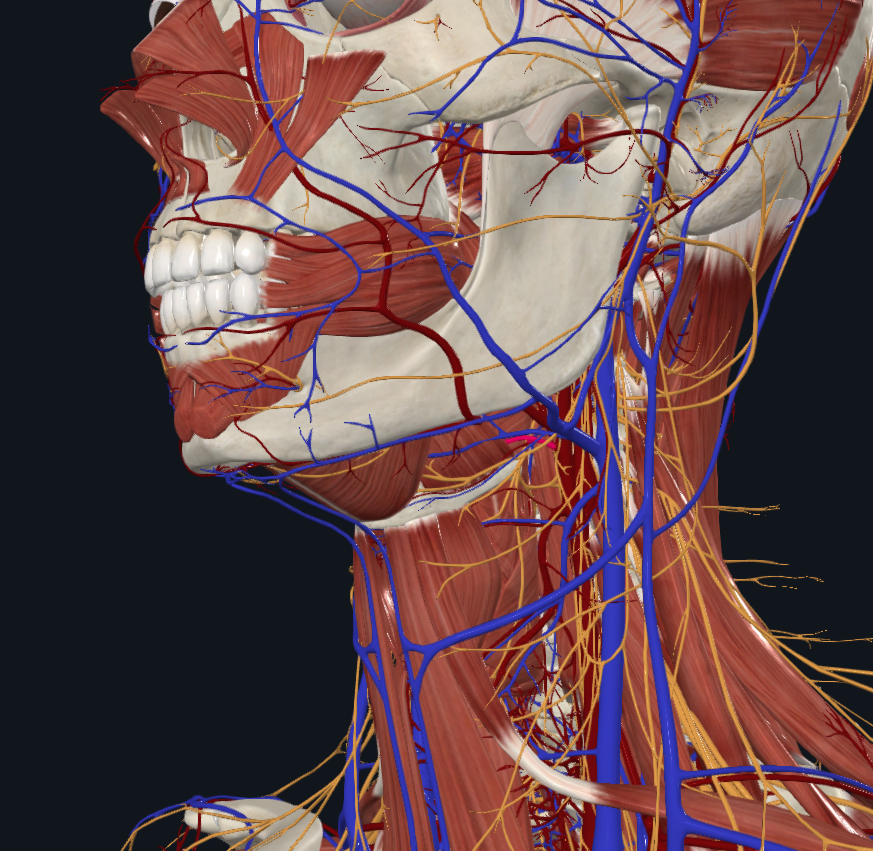 <p>What is highlighted in pink</p>