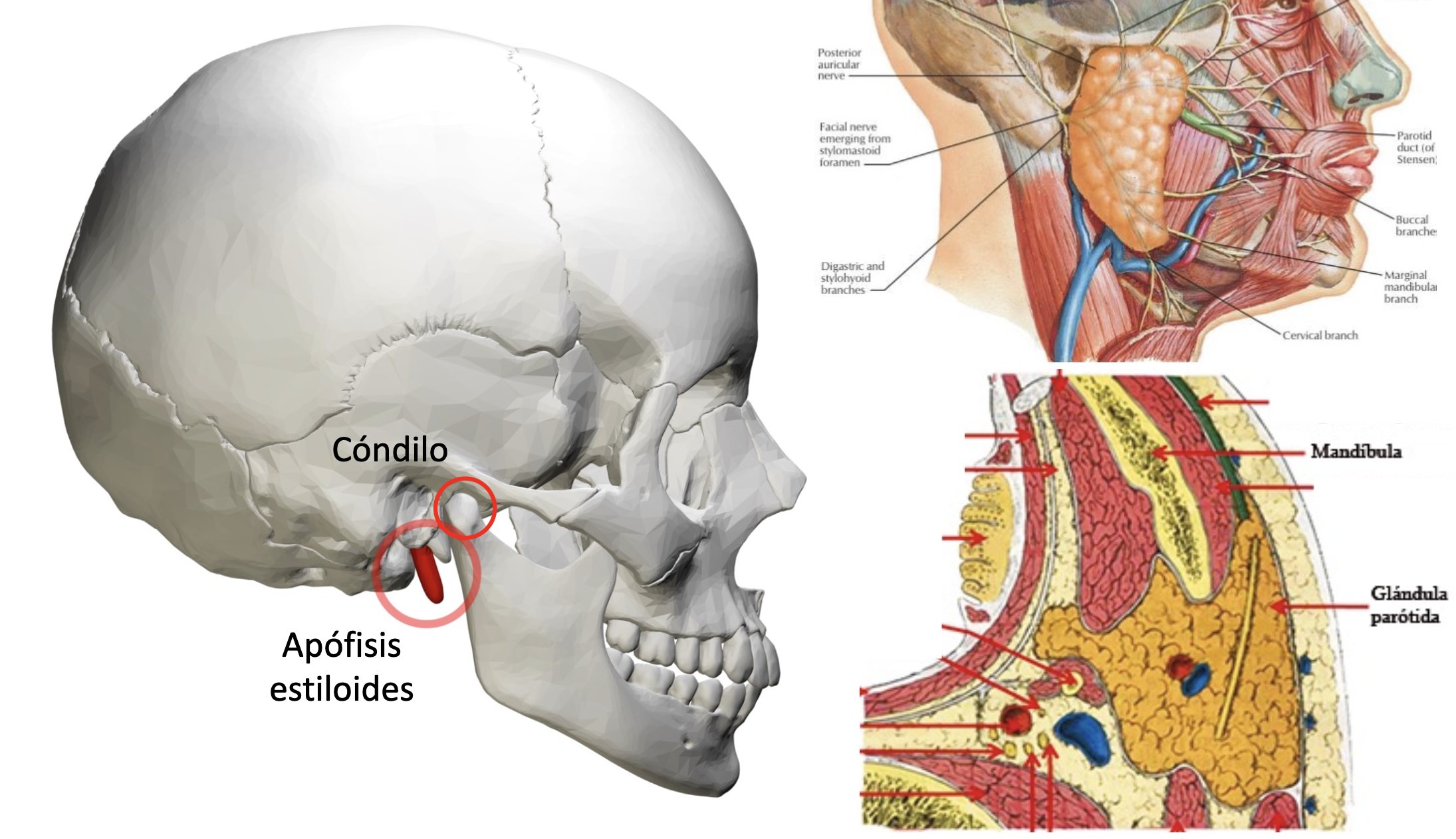 <p>styloid process, condylar process of the mandible, and parotid gland</p>