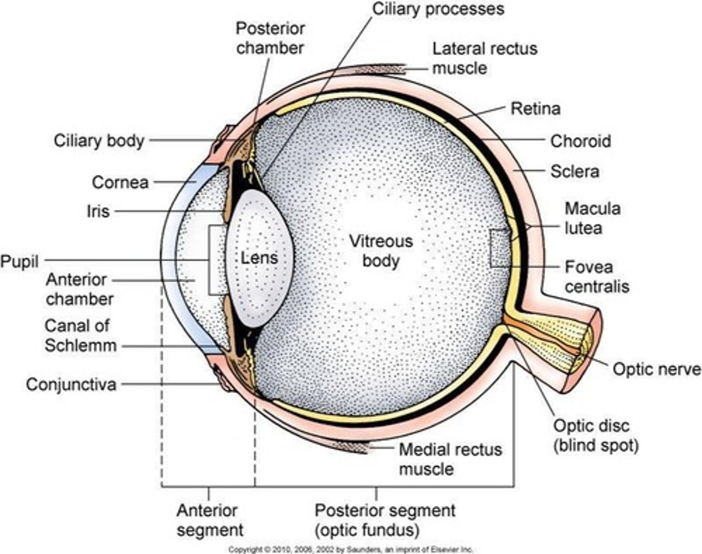 <p>The eyeball is located in the anterior orbital cavity, embedded in fat, with a transparent cornea (anterior segment) and an opaque sclera (posterior segment).</p>