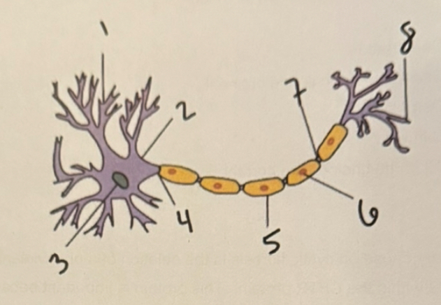 <p><span>The Axon Initial Segment (AIS) is located at #4. This location is critical for integrating the signals from the receiving end of the neuron (the input) and passing them on to the axon terminal (the output). One might hypothesize the presence of this cellular structure at the AlS maintaining membrane composition asymmetry?</span></p>