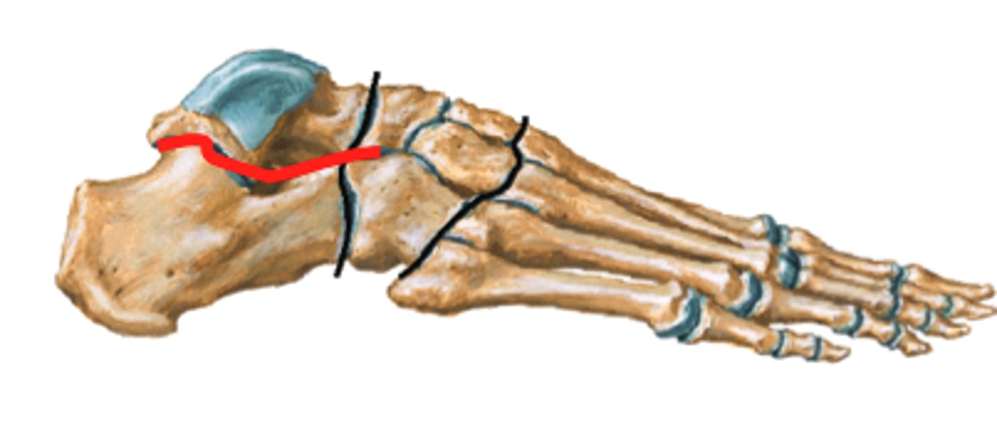 <p>Talus and calcaneus bones articulation point</p>
