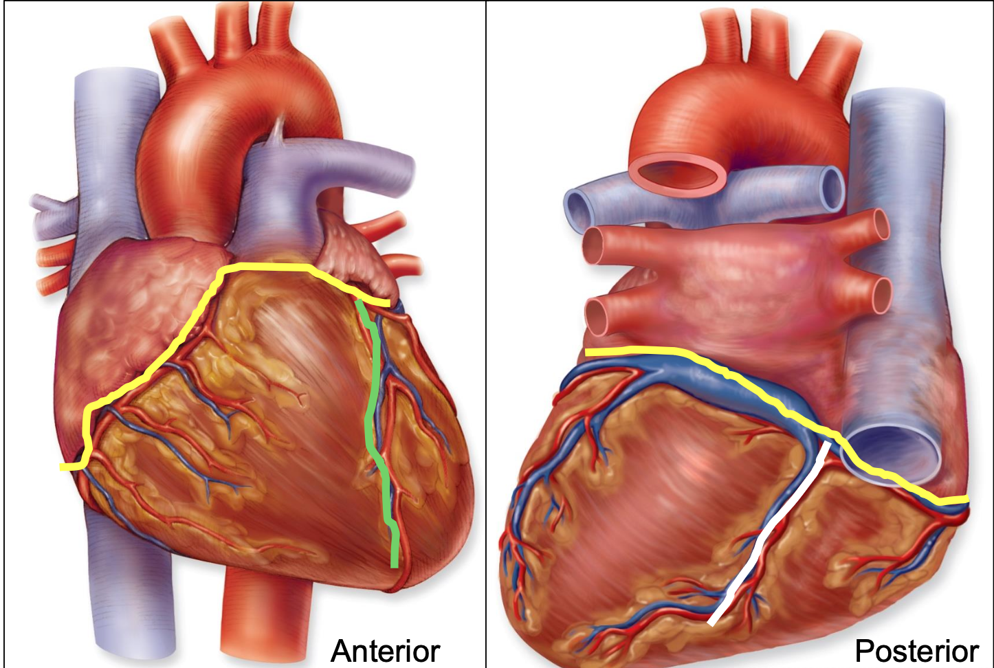 <p>green; border between right and left ventricles on anterior surface</p><p>contain: anterior interventricular artery and great cardiac vein</p>