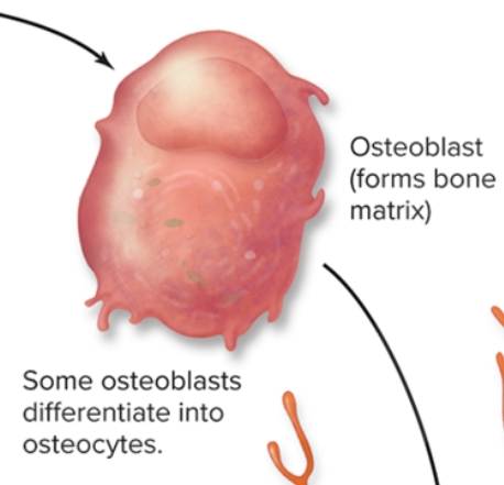 <p>What are osteoblasts in bone?</p>