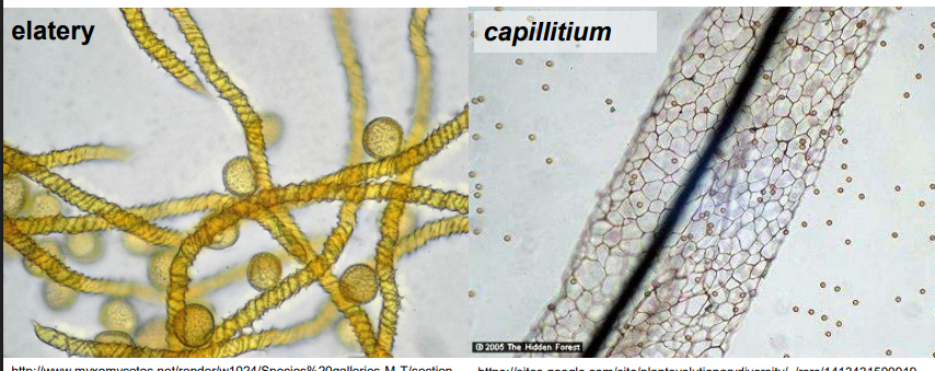 <p>-struktura ułatwiająca rozsiewanie się zarodników<br>—budując wyniesione rusztowanie (capillitium) - <em>Stemontis </em>sp.<br>—aktywnie wyrzucając zarodniki - elatery (reagują na wilgoć, ścianki spiralnie zgrubiałe) - <em>Trichia</em> sp.</p><p>-tworzona na skutek odkładania minerałów w wakuolach</p>