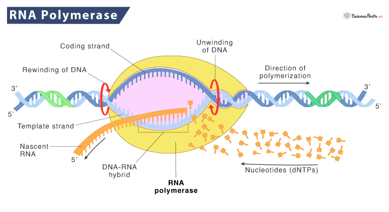 <p>a multi-subunit enzyme with a core made of α, β, β′, and ω subunits in bacteria, and additional subunits in eukaryotes. It forms a channel for DNA entry, RNA exit, and nucleotide addition.</p>