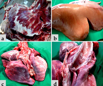 <p>Post-mortem of heavily pregnant ewe found dead. Pregnant with 3 lambs. Diagnosis?</p>
