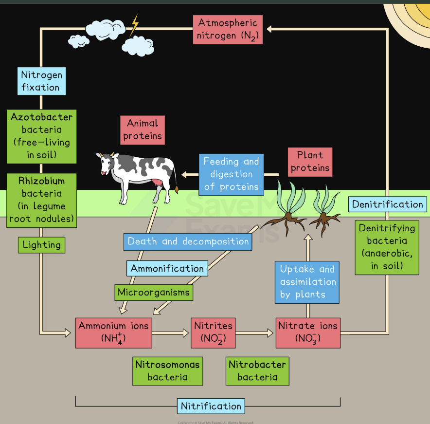 knowt flashcard image