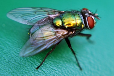 <p>calliphoridae</p>