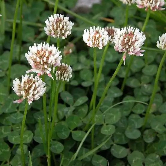 <p>Trifolium Repens</p>