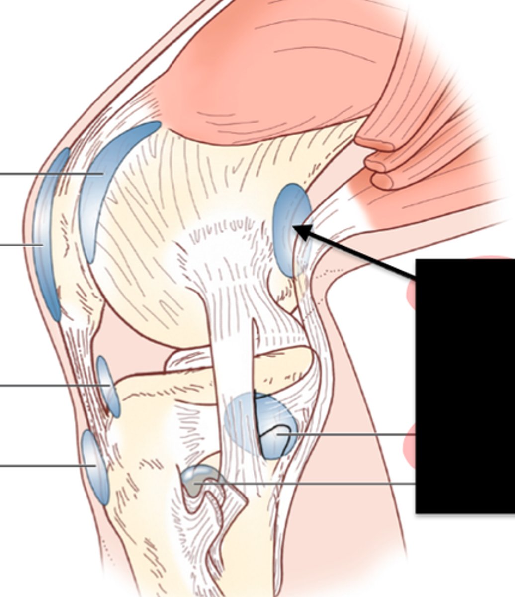 <p>identify, function</p>