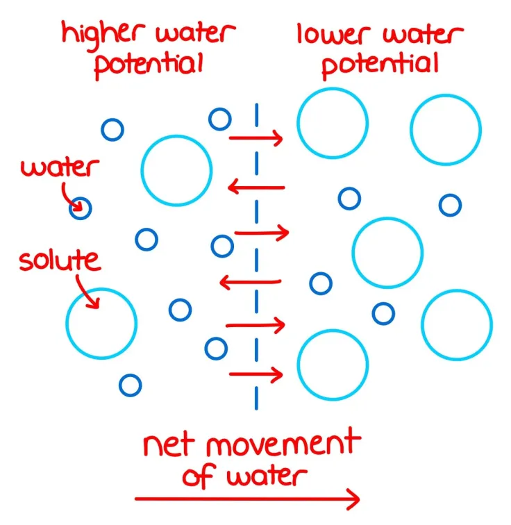 <p><span style="background-color: transparent; font-family: &quot;Helvetica Neue&quot;, sans-serif;"><span>1)&nbsp;</span><strong><span>Energy minimisation</span></strong><span> - Minimises potential energy, making the system more stable</span></span></p><p><span style="background-color: transparent; font-family: &quot;Helvetica Neue&quot;, sans-serif;"><span>2)&nbsp;</span><strong><span>Balancing solute concentrations </span></strong><span>- Dilutes solutes to equalise solute concentrations across membranes</span></span></p><p><span style="background-color: transparent; font-family: &quot;Helvetica Neue&quot;, sans-serif;"><span>3)&nbsp;</span><strong><span>Pressure differences</span></strong><span> - Positive pressure drive water outward, while negative pressure pulls water inward&nbsp;</span></span></p><p></p>