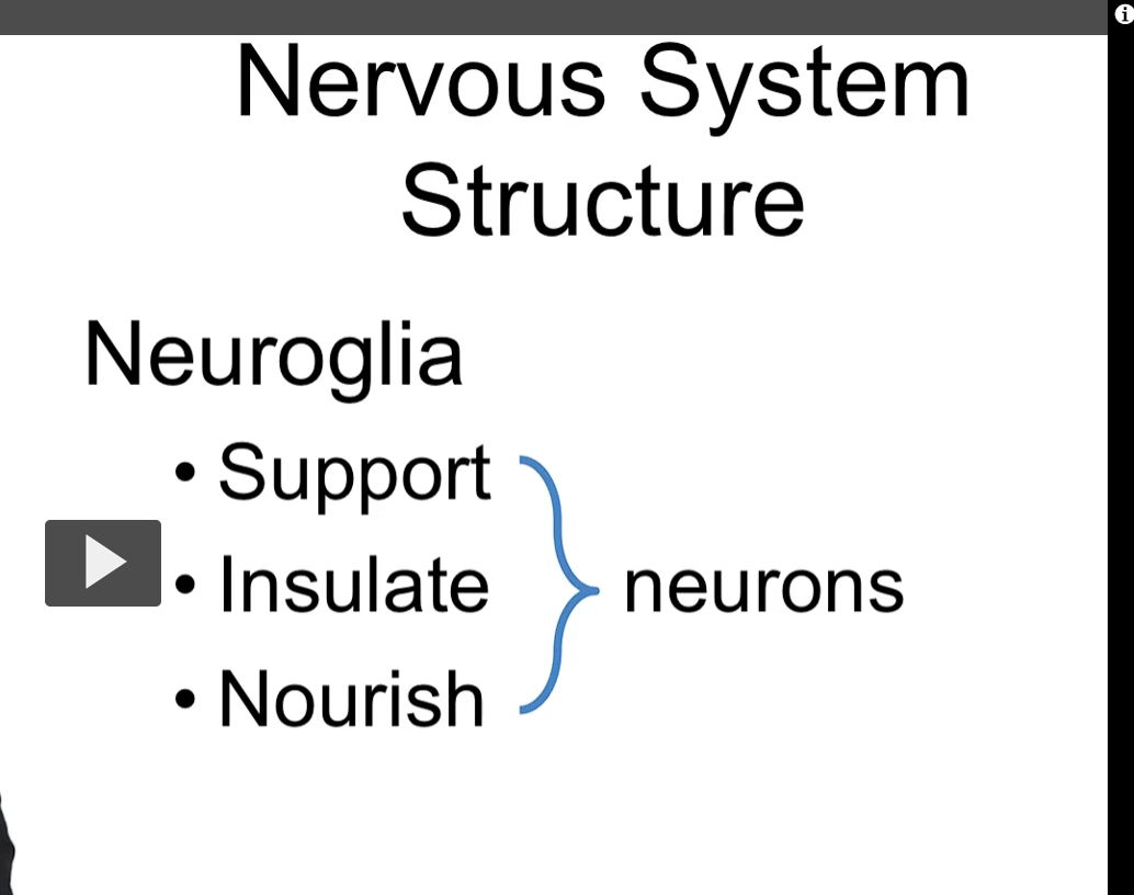 <p>the other type of cell in the nervous system</p><p>MORE NUMEROUS THAN NEURONS, yet SMALLER in SIZE.</p><p>neurons are supposed to 1) support, 2) insulate and 3) nourish the neurons in the CNS.</p>