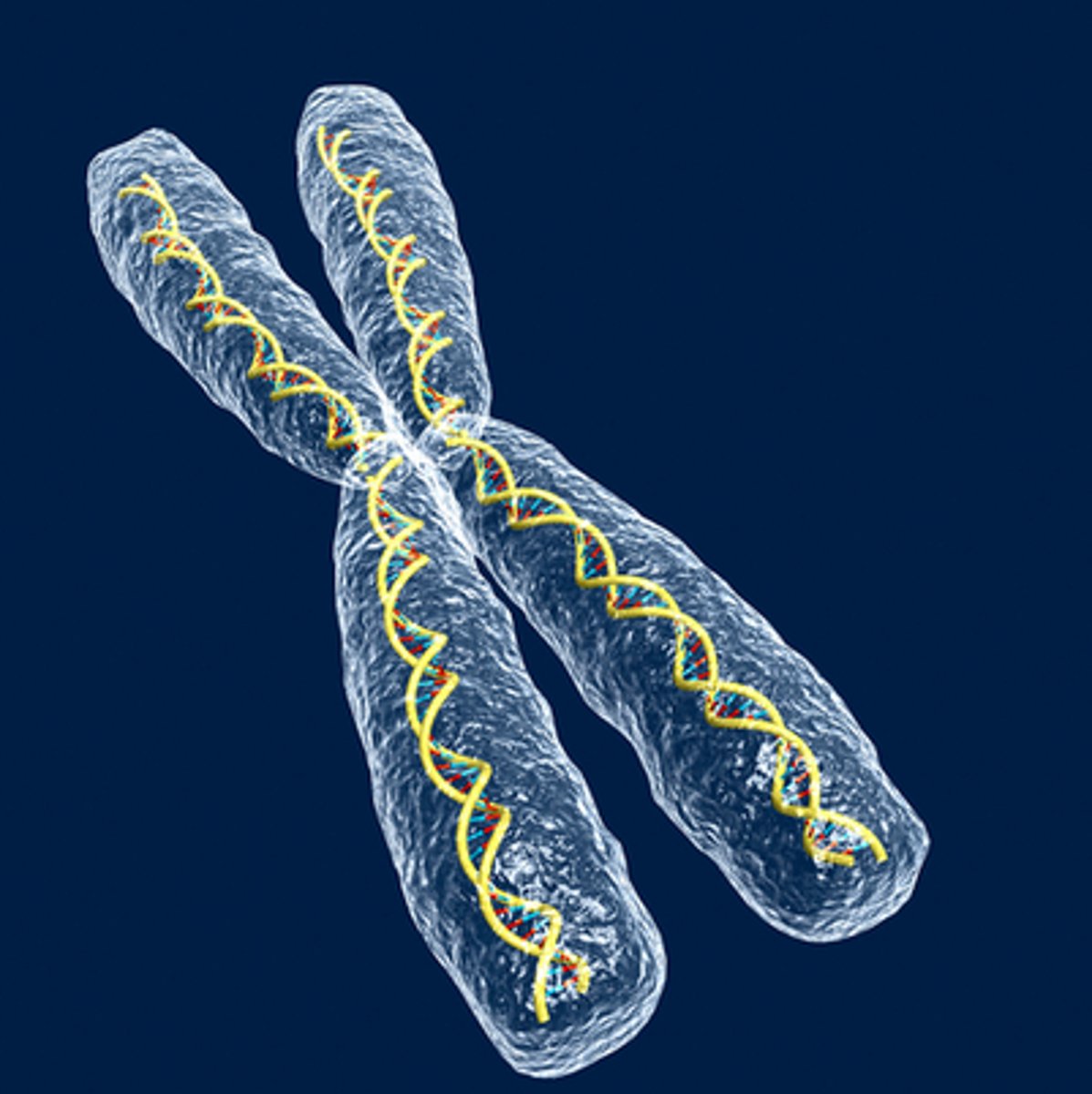 <p>During prophase and metaphase, the DNA in a eukaryotic cell is tightly packed and coiled into structures called...</p>
