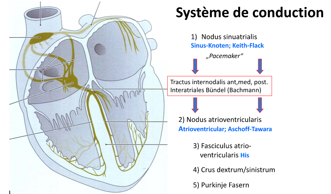 <p>Sinusknoten → interatriales Bündel → AV Knoten → His Bündel → Crus dextrum/sinistrum → Purkinje Fasern ((Moderatorband))</p>