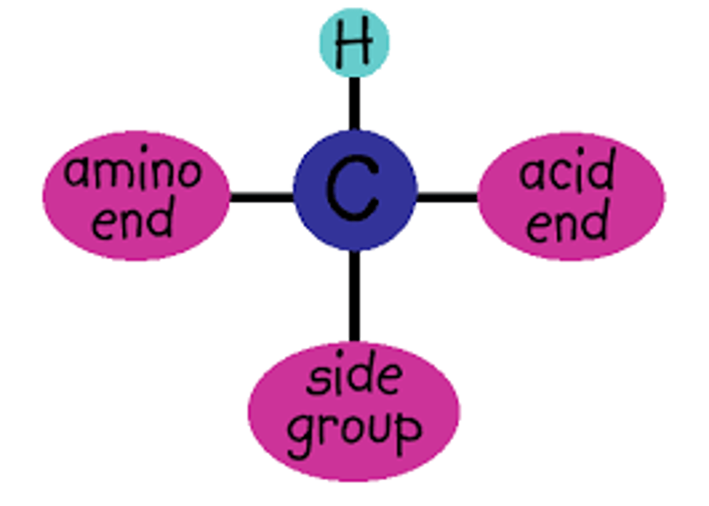 <p>-Formula for amino Acid =</p><p>R - C - H -NH2 - COOH</p><p>-R group differs between amino acids.</p><p>IT gets its name because it is composed of amine group (H2N) and a carboxylic Acid group COOH.</p><p>-carboxylic ACID is acidic</p><p>-Amine group is basic</p><p>-R group is attached to the alpha carbon.</p>