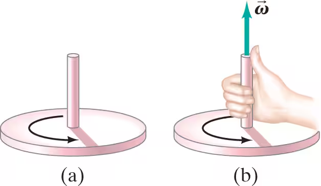 <p>when the fingers of the right hand are curled around the rotation axis and point in the direction of the rotation, the thumb points in the direction of the angular velocity (ω)</p>