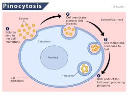 <p>Pinocytosis</p>