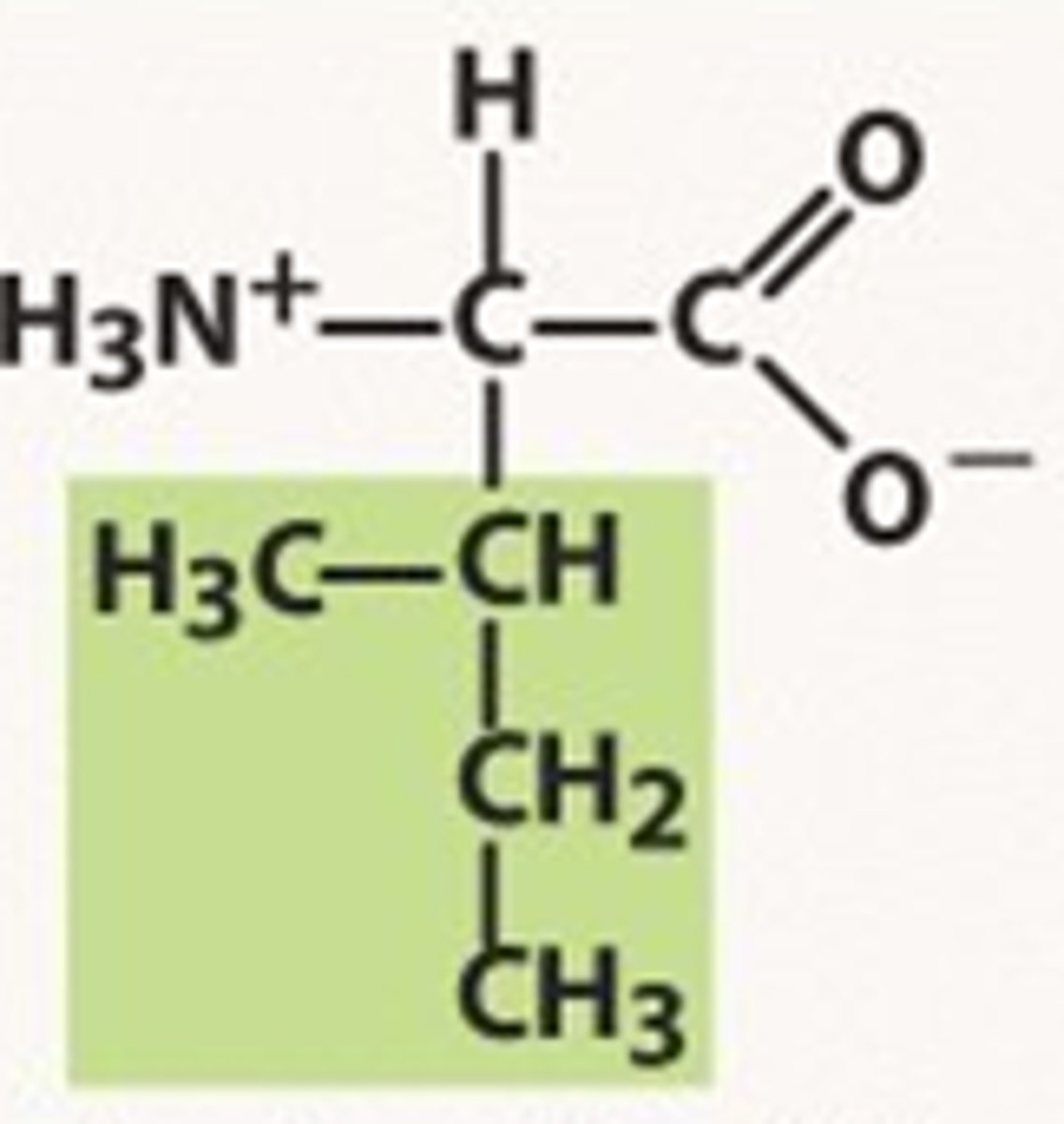 <p>AUU</p><p>AUC</p><p>AUA</p><p>hydrophobic, nonpolar (Ile or I)</p>