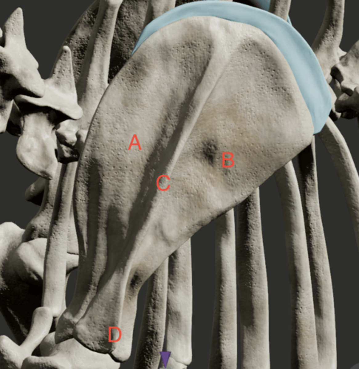 <p>What structure is labeled as B in this picture?</p>