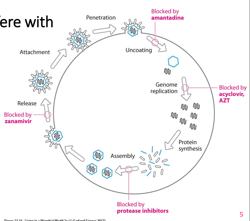 <p>- viral replication inside host cells</p><p>- viruses have some unique features - selective toxicity possible in theory</p><p>- newer, innovative anti-viral drugs on horizon</p>