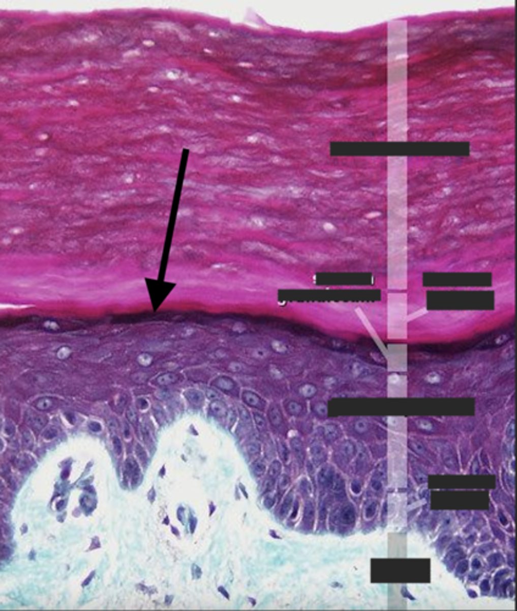 <p>What layer is the arrow pointing to?</p>