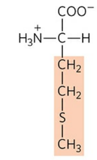 <p>Abbreviation: Met, M</p>