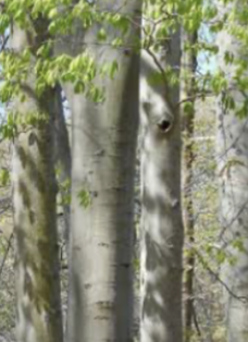 <p>american beech A</p>