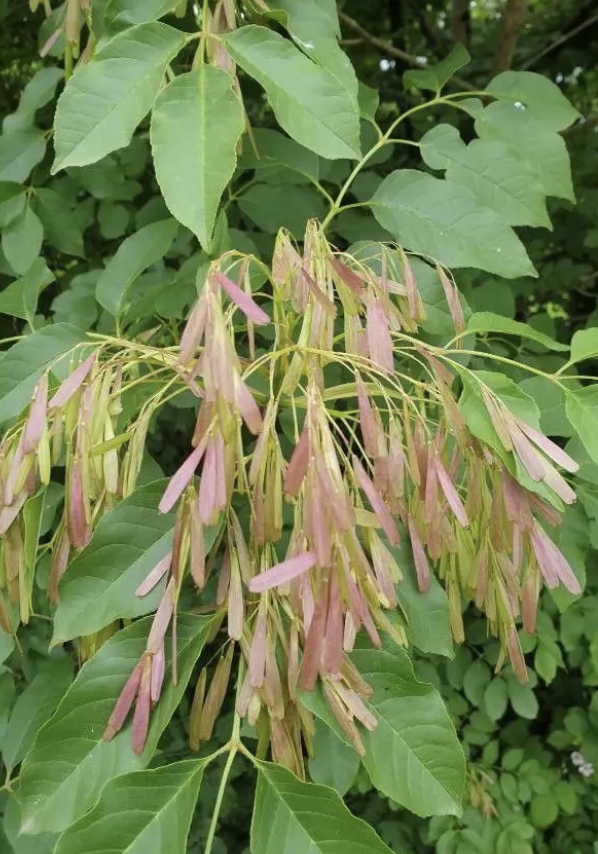 <p><em>Fraxinus americana</em></p><p>Olecaceae</p>