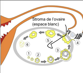 <p>des cellules du stroma de l’ovaire qui se lie avec le follicule pour partiper à la production d’estrogène </p>