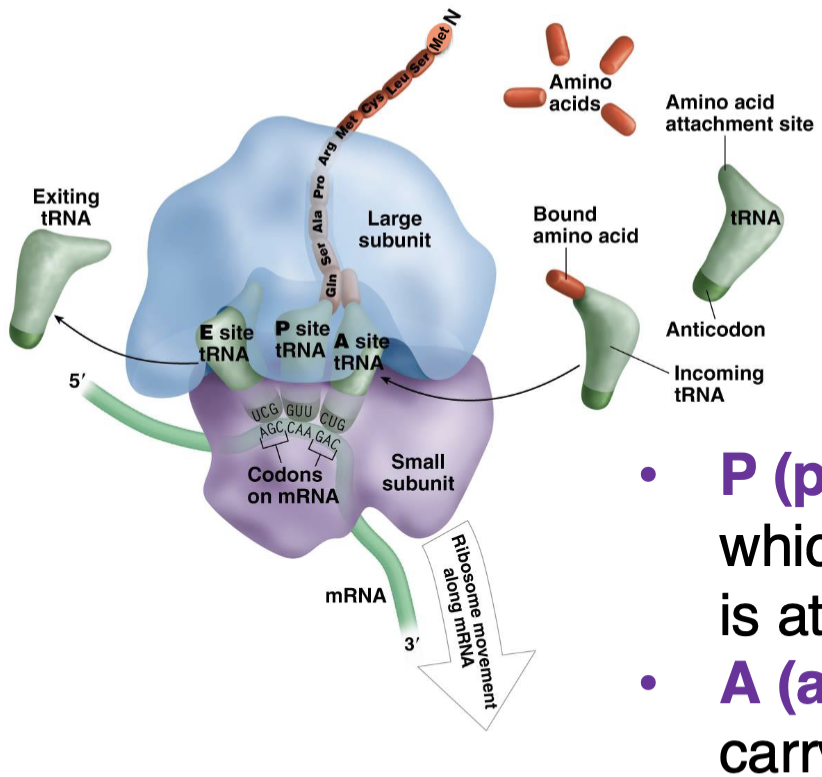 <ul><li><p>peptidyl (P) site —&gt; holds tRNA to which the growing polypeptide chain is attached</p></li><li><p>acceptor (A) site —&gt; binds tRNA carrying the next AA to be added</p></li><li><p>exit (E) site —&gt; empty tRNAs leave from here (large subunit shifts) after their AA has been added&nbsp;</p></li></ul><p></p>