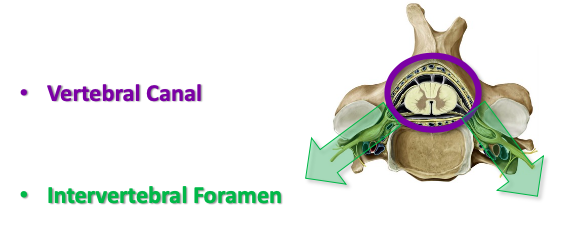 <p><span>What is another name for the vertebral canal, and what is its function?</span></p>