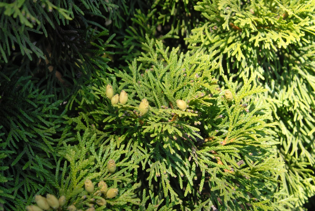 <p>small cones with 4 fertile scales, crushed foliage aromatic</p>
