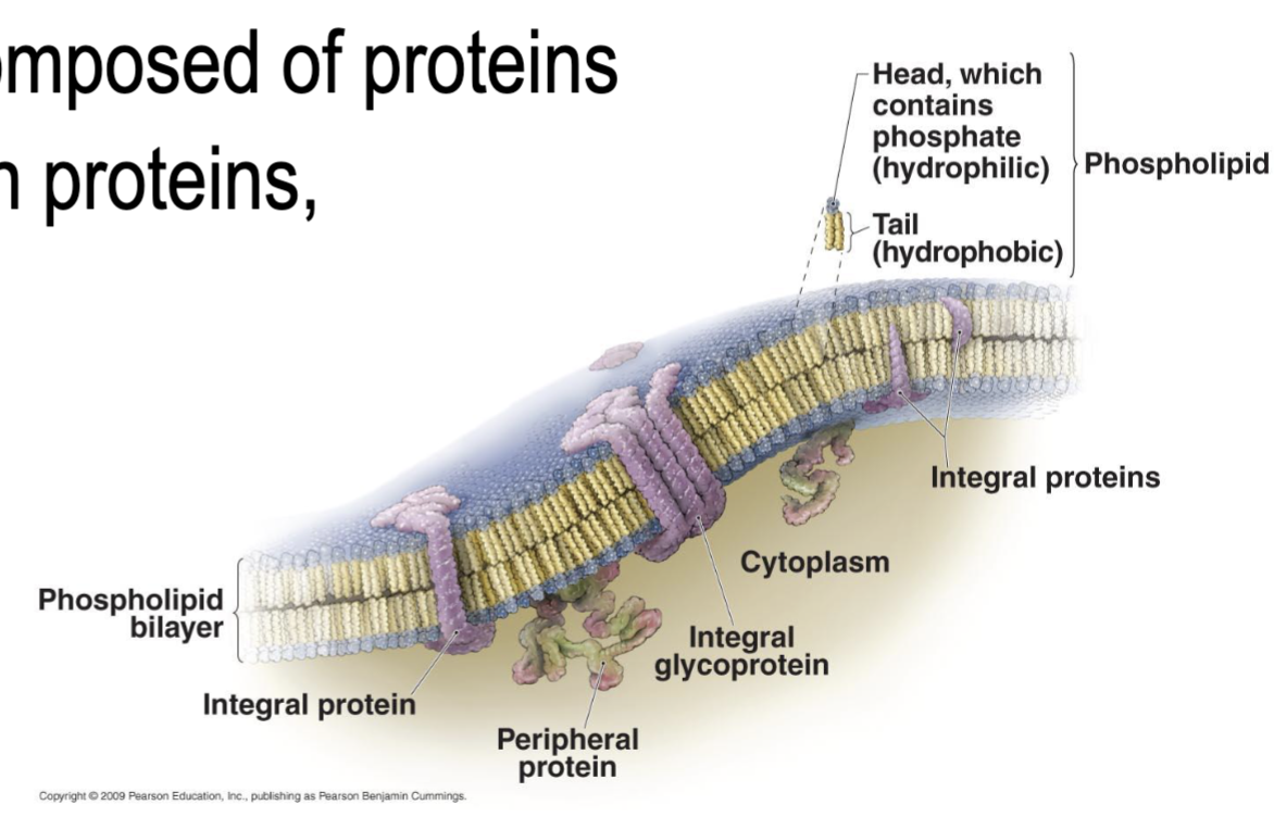 <ul><li><p>Consists of hydrophobic heads and hydrophilic tails, allows for a phospholipid bilayer to separate water inside and outside</p></li><li><p><strong>Fluid Mosaic</strong>: allows for proteins to move around sideways on the layer</p></li><li><p>Contains integral, peripheral, and glycoproteins</p></li></ul><p></p>
